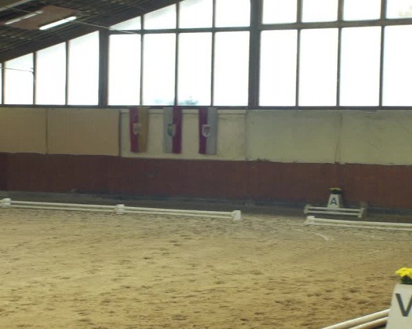 Reitturnier Weikersdorf am Steinfelde 2022