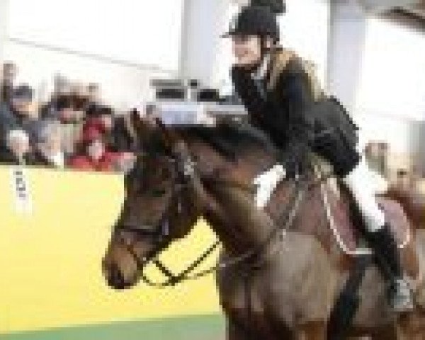 horse Jamiro 25 (German Sport Horse, 2004, from Jasperado)