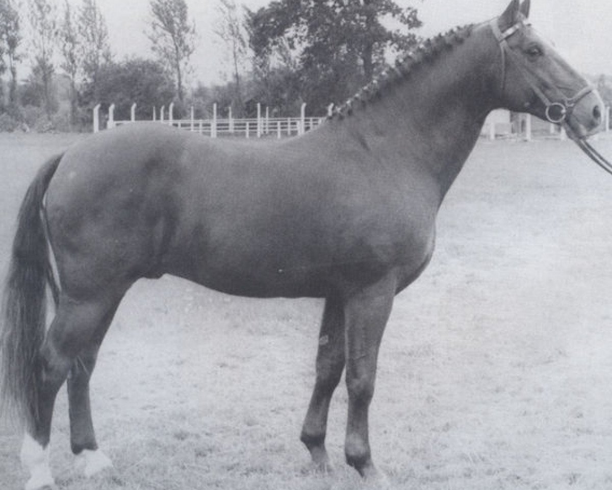 stallion Farman (Holsteiner, 1955, from Fangball)