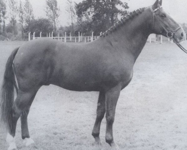 stallion Farman (Holsteiner, 1955, from Fangball)