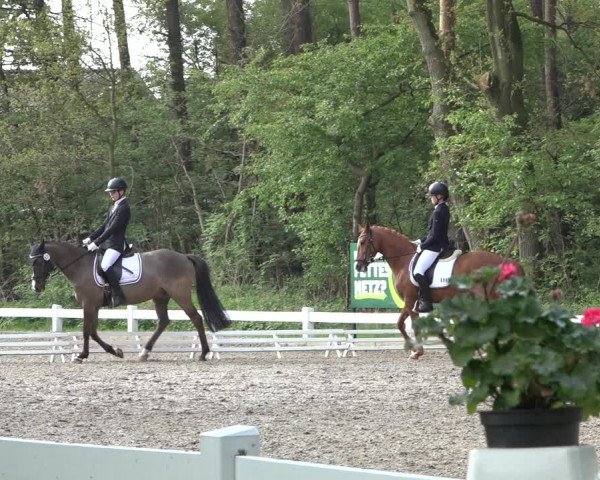 Reitturnier Meppen 2022