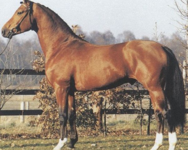 stallion Ansas (Hanoverian, 1980, from Argentan I)