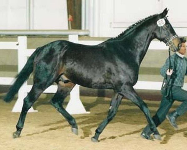 Deckhengst Intervall xx (Englisches Vollblut, 1974, von Perseus xx) Deckhengst Intervall xx (Englisches Vollblut, 1974, von Perseus xx)