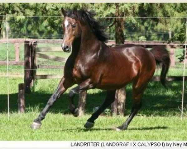 Deckhengst Landritter (Holsteiner, 1985, von Landgraf I)