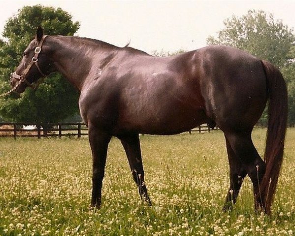 Deckhengst Chieftain II xx (Englisches Vollblut, 1961, von Bold Ruler xx)