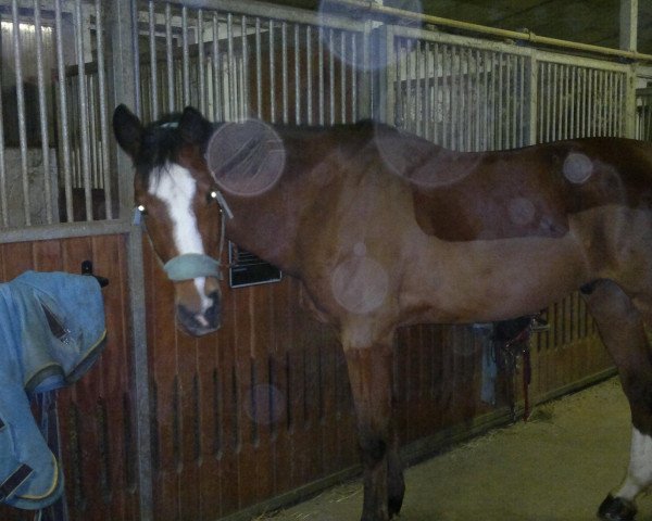 jumper Linus Louis (Hessian Warmblood, 2002, from Lanciano)