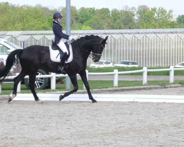 Reitturnier Bietigheim-Bissingen 2022