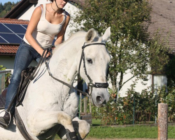 horse Samuel (Westphalian, 1988, from Goldrausch II)