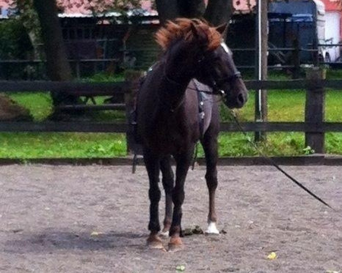 broodmare Enjoy It (Hanoverian, 1999, from Escudo I)