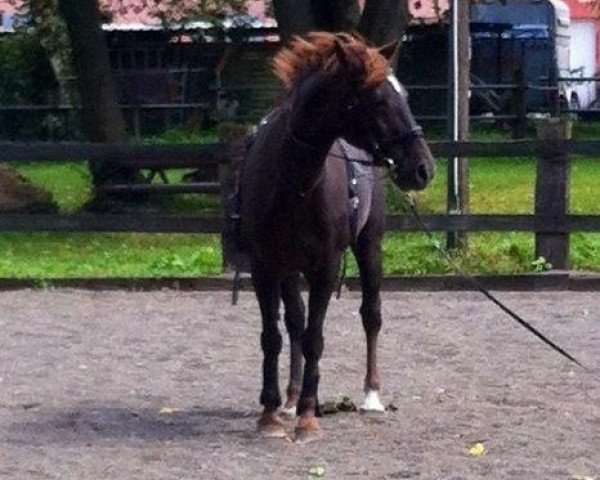 broodmare Enjoy It (Hanoverian, 1999, from Escudo I)