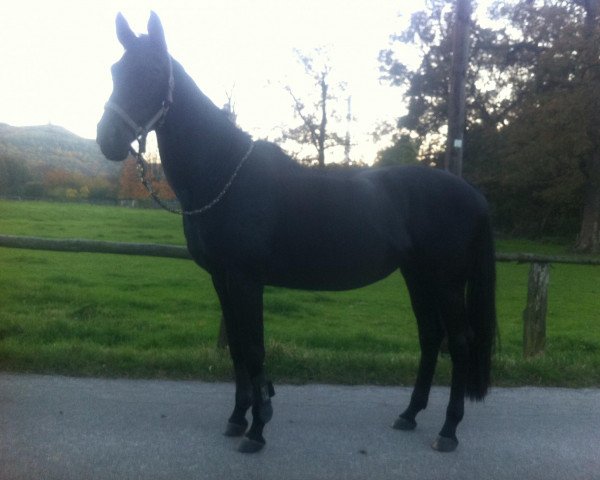 horse SA Joy (Oldenburg, 1995, from Justinian xx)