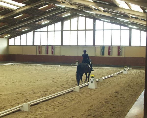Reitturnier Weikersdorf am Steinfelde 2022