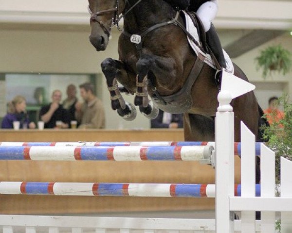 broodmare Elvi (Württemberger, 2001, from Exodus)