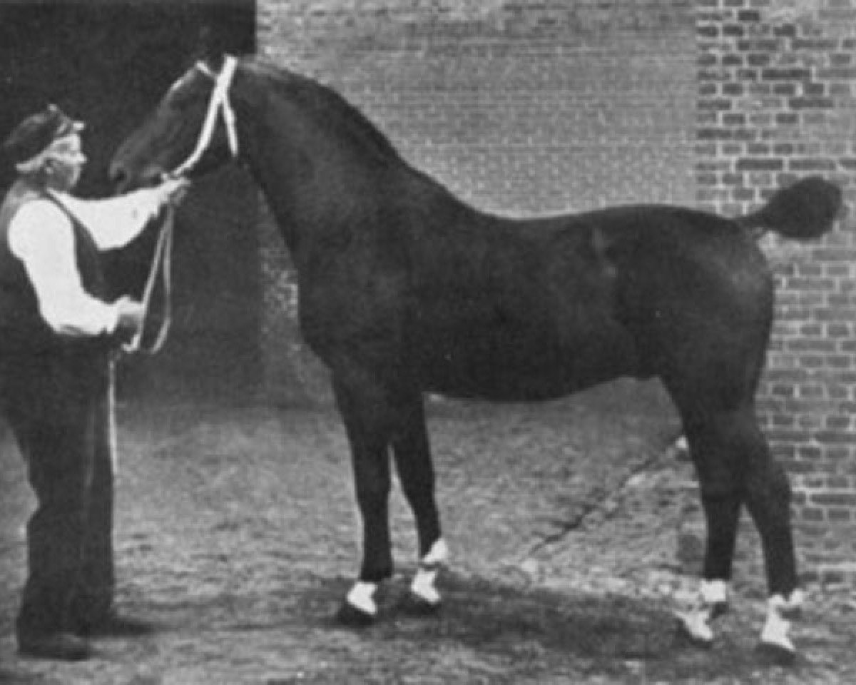 Deckhengst Lorbeer 2615 (Holsteiner, 1919, von Elegant 2421)