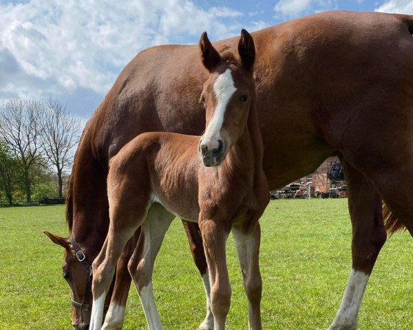 Pferd Santana Divina (Oldenburger, 2022, von Santos)