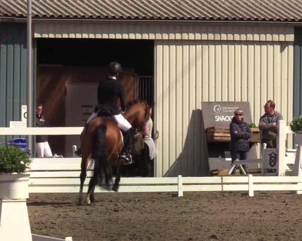 Reitturnier Mildstedt 2022