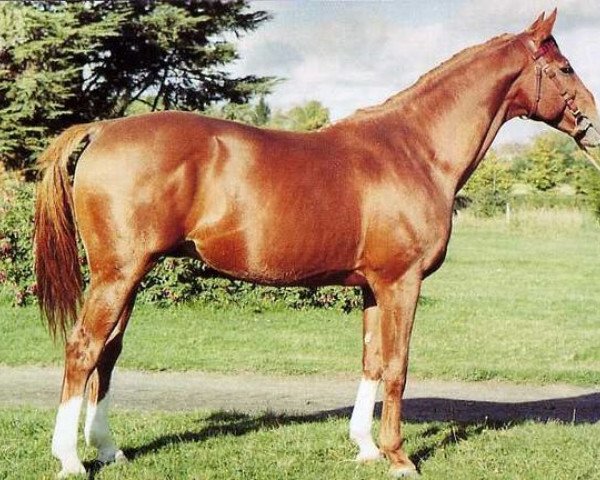 stallion Alban A AA (Anglo-Arabs, 1975, from Fayriland II AA)