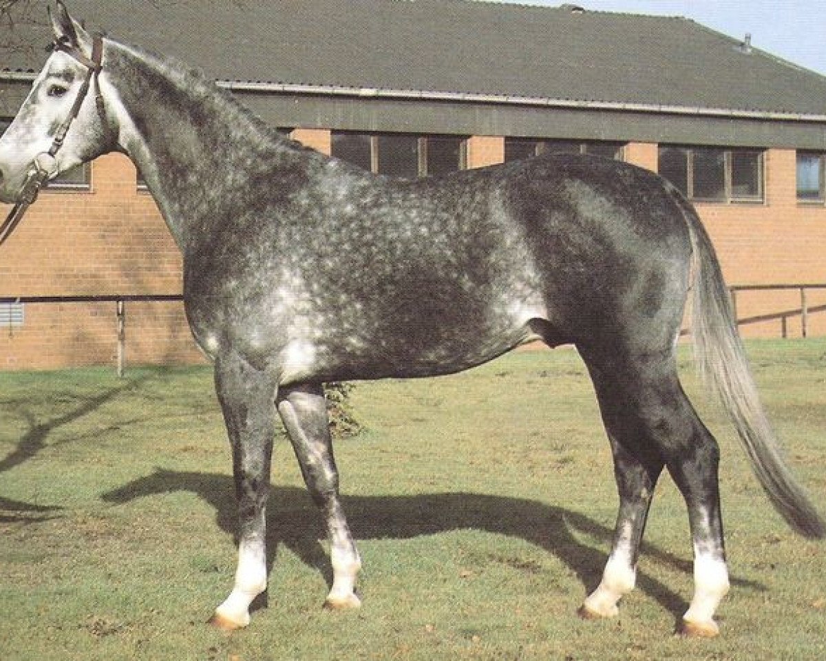 stallion Wedding (Hanoverian, 1978, from Wedemark)