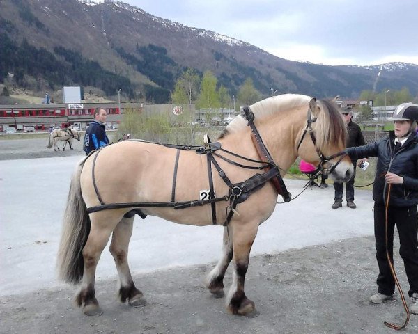 horse Blikra Knekten (Fjord Horse, 2013, from Turbo Romeo N.2573)