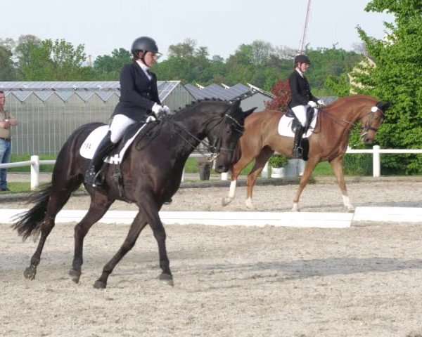 Reitturnier Bietigheim-Bissingen 2022