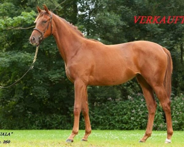 horse Tecuala xx (Thoroughbred, 2011, from Liquido xx)