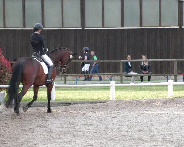 Reitturnier Bietigheim-Bissingen 2022