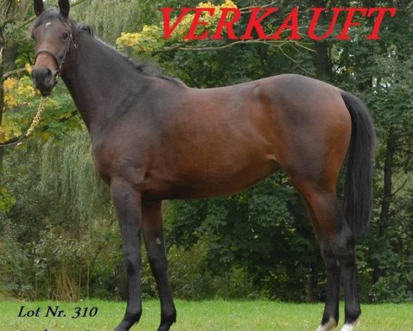 horse Polyante xx (Thoroughbred, 2011, from Liquido xx)