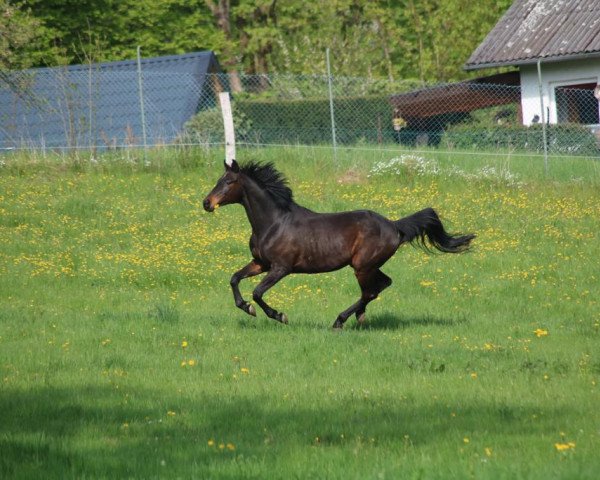 dressage horse Iven S (Trakehner, 2005, from Ivernel)