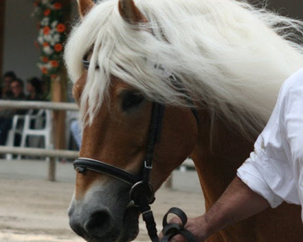 stallion Aghai (Haflinger, 1994, from liz. 101/T Amadeus)