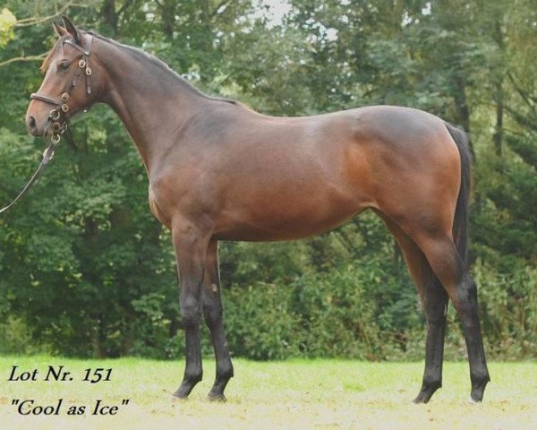 horse Cool As Ice xx (Thoroughbred, 2011, from Liquido xx)