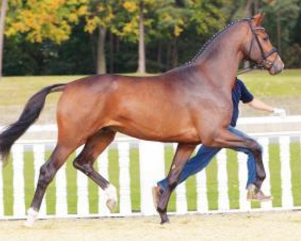 stallion Viva Vechta (Oldenburg, 2010, from Vivaldi)