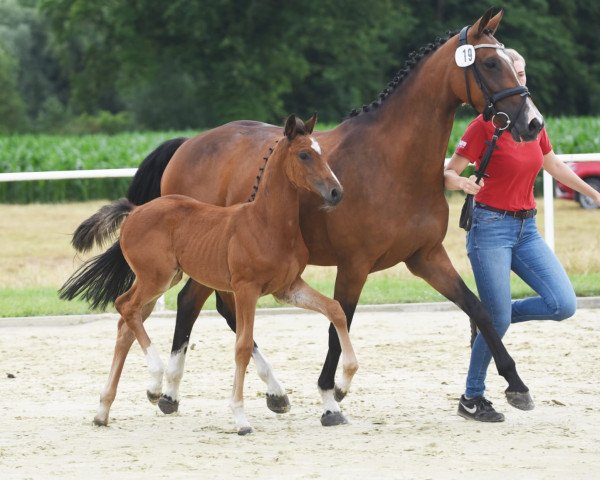 Pferd Ceylan (Westfale, 2021, von Captain Fire)