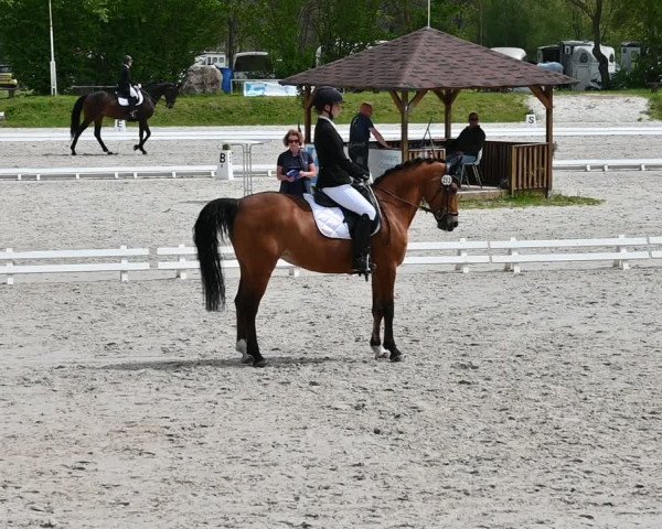 Reitturnier Pietzpuhl 2022