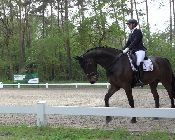 Reitturnier Meppen 2022