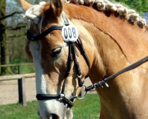 horse Sandmann 49 (Haflinger, 2003, from Sion (9,375% ox)) horse Sandmann 49 (Haflinger, 2003, from Sion (9,375% ox))