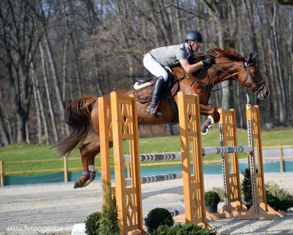 Springpferd Samprassina (Hannoveraner, 2016, von Sampras)