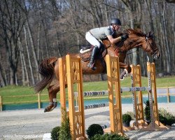 jumper Samprassina (Hanoverian, 2016, from Sampras)
