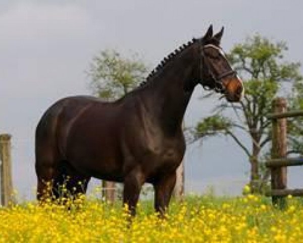 horse Sandro 346 (Westphalian, 2003, from Show Star)