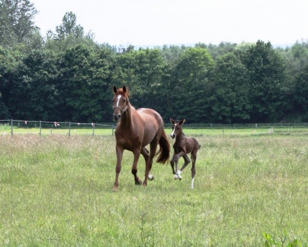 horse Double Easy (Westphalian, 2012, from Daily Deal)