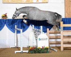jumper Califax II (Holsteiner, 2010, from Calido I)