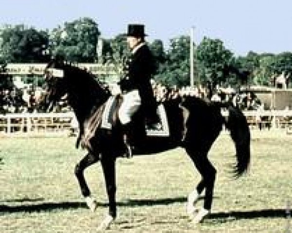 stallion Absent (Akhal-Teke, 1952, from Arab 26) stallion Absent (Akhal-Teke, 1952, from Arab 26)