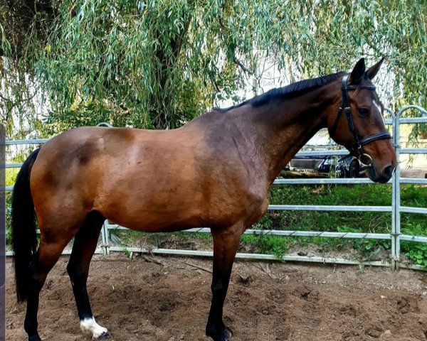 jumper C'est bon 16 (German Sport Horse, 2012, from Casskeni II)
