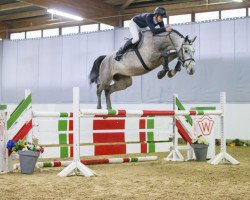jumper Can Fly Berlin (Oldenburg show jumper, 2009, from Berlin)