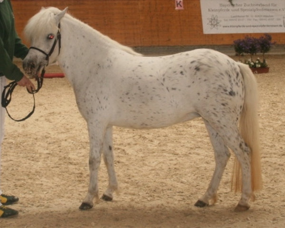 Zuchtstute Kirchweihtals Starlight (Dt.Part-bred Shetland Pony, 2005, von Aragon)