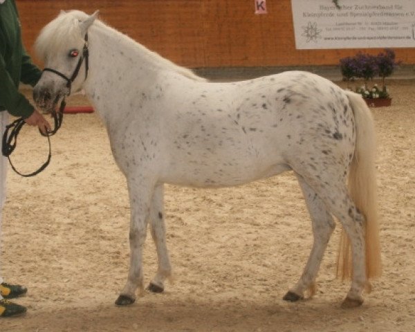 Zuchtstute Kirchweihtals Starlight (Dt.Part-bred Shetland Pony, 2005, von Aragon)