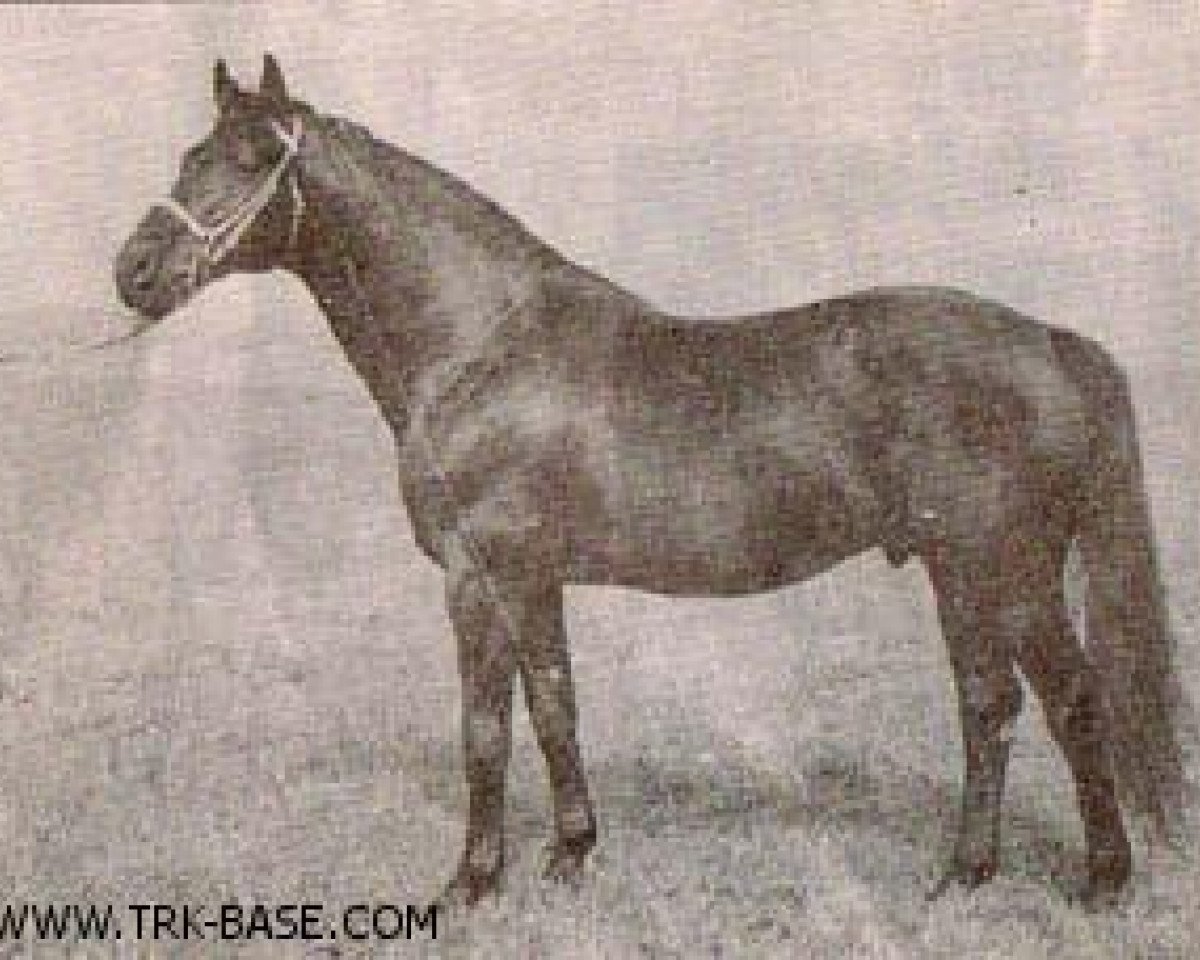 stallion Karneol (Trakehner, 1967, from Impuls)