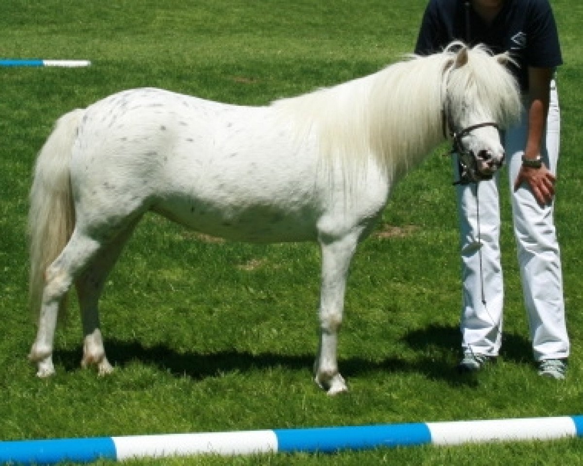 Zuchtstute Kirchweihtals Stracciatella (Dt.Part-bred Shetland Pony, 2009, von Fürst Farbenfroh)