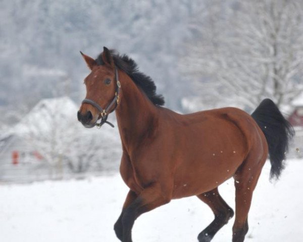 jumper Evita 287 (Württemberger, 2002, from Exodus)