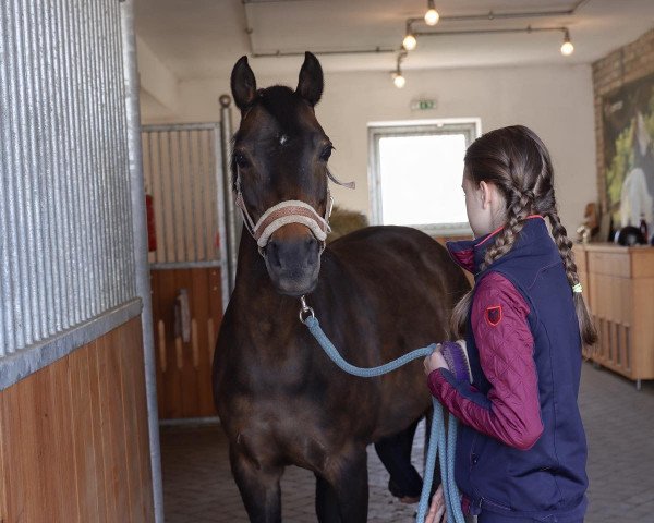 dressage horse My Magic Moment (German Riding Pony, 2007, from Plaisier)