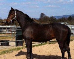 jumper Alina (Hanoverian, 2004, from Acorado I)